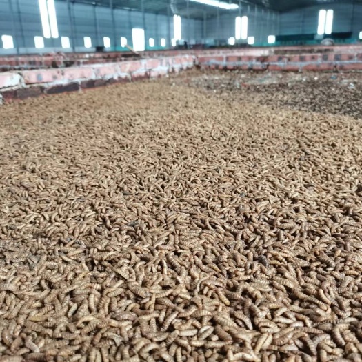 速冻黑水虻处理