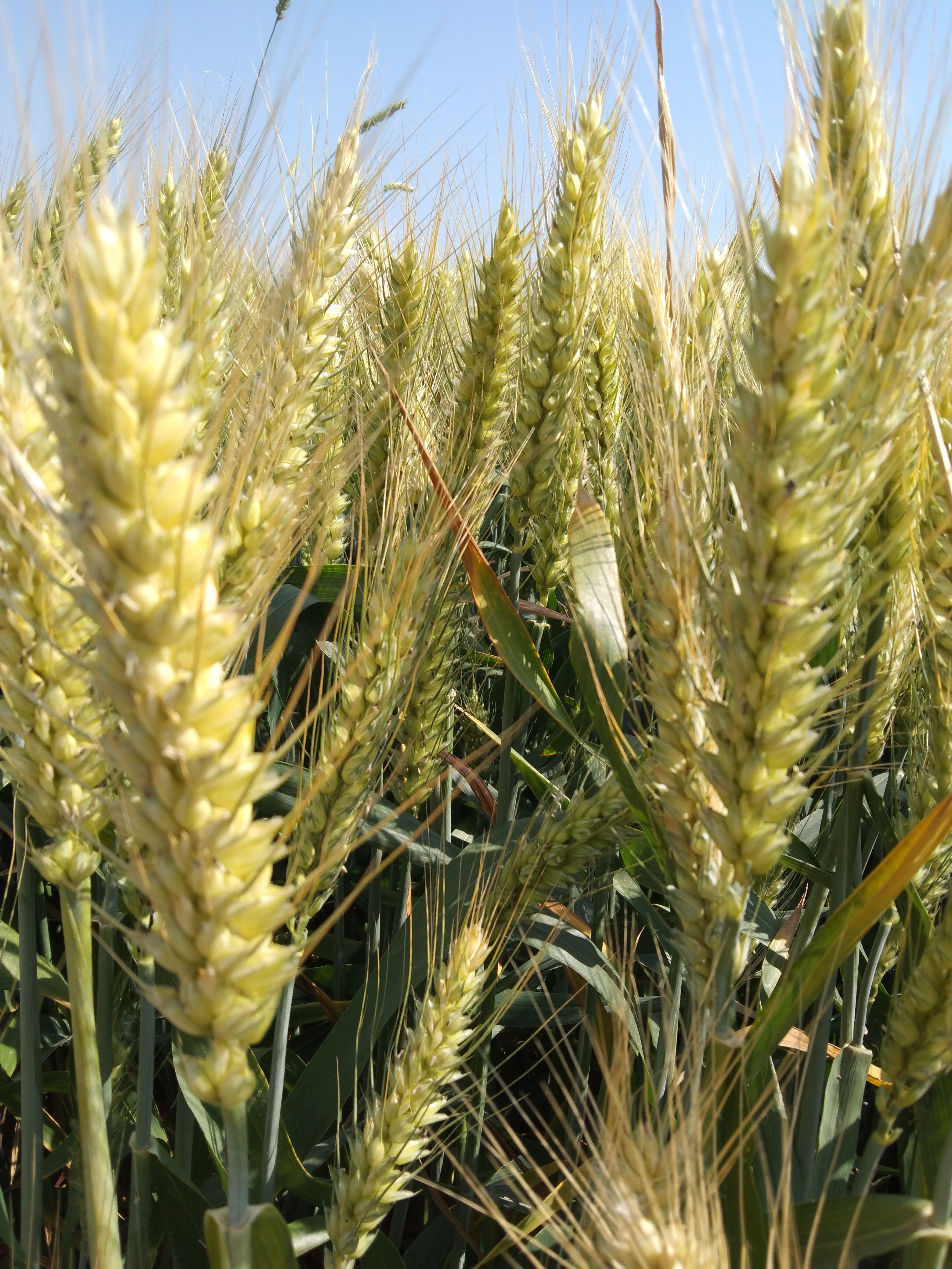 夏邑县武农988，优质小麦种子，穗大粒多108粒左右。现在大量到货