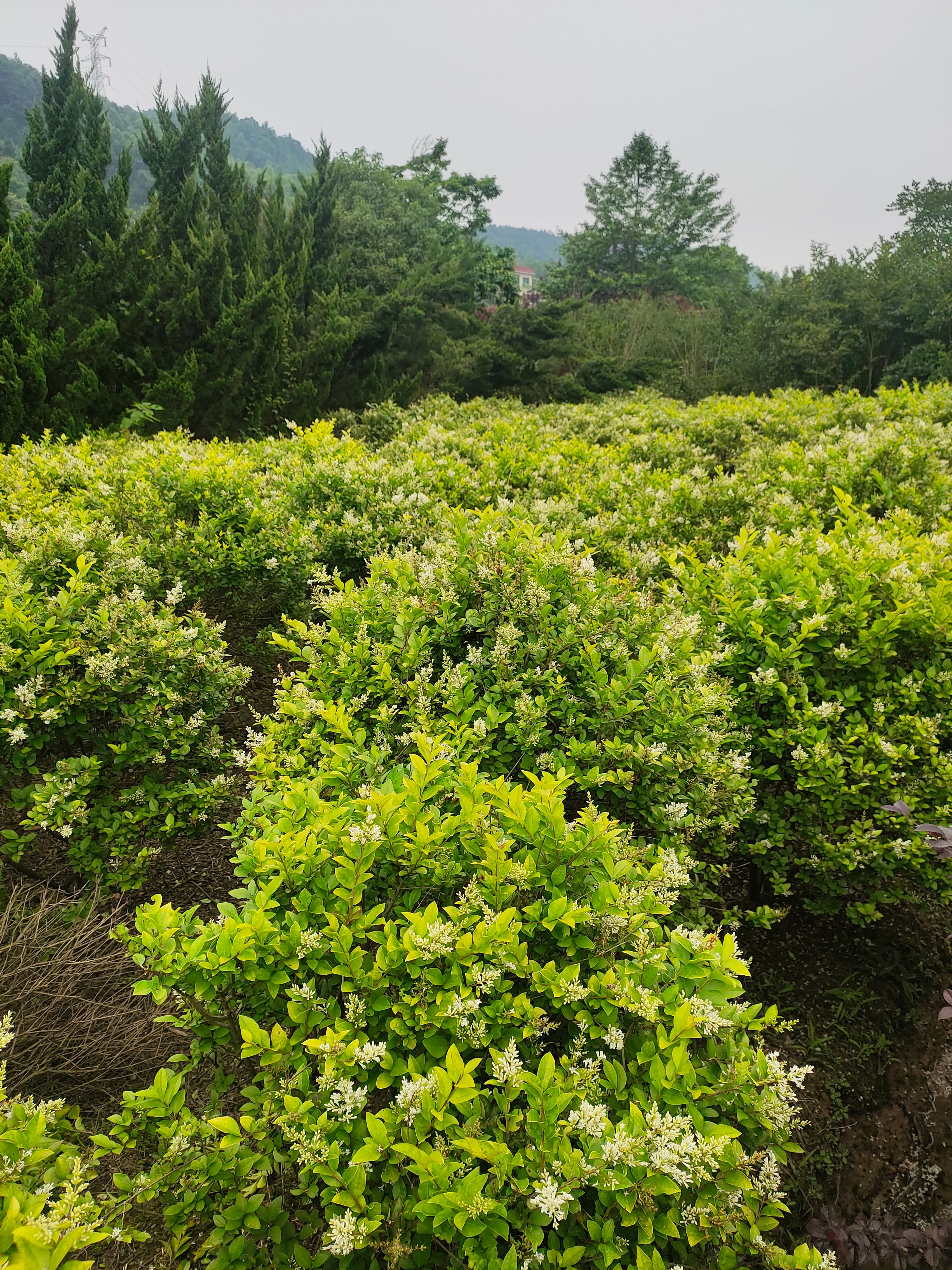 金叶女贞苗  金叶女贞球