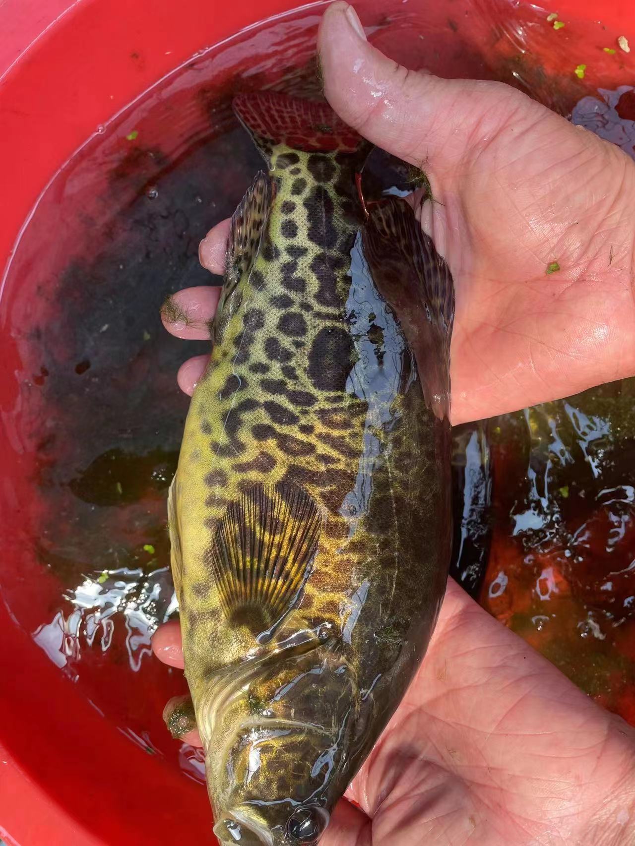 粵魚(yú)水產(chǎn)種苗養(yǎng)殖批發(fā)
