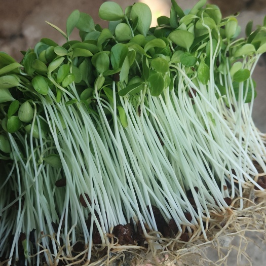 承德优质香椿苗（芽苗菜）