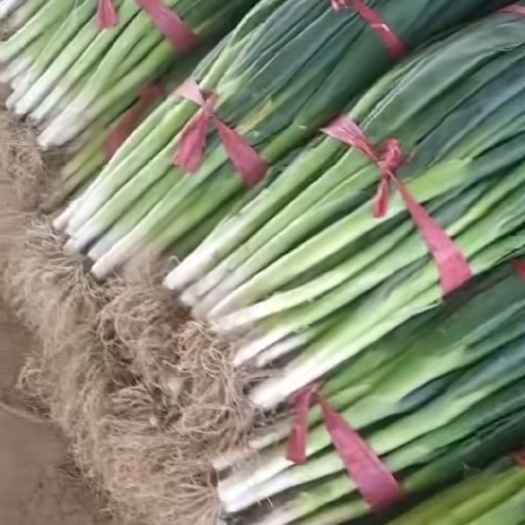 大葱聊城长白大葱 ，脱水大葱，适合走市场，脱水。货量大，