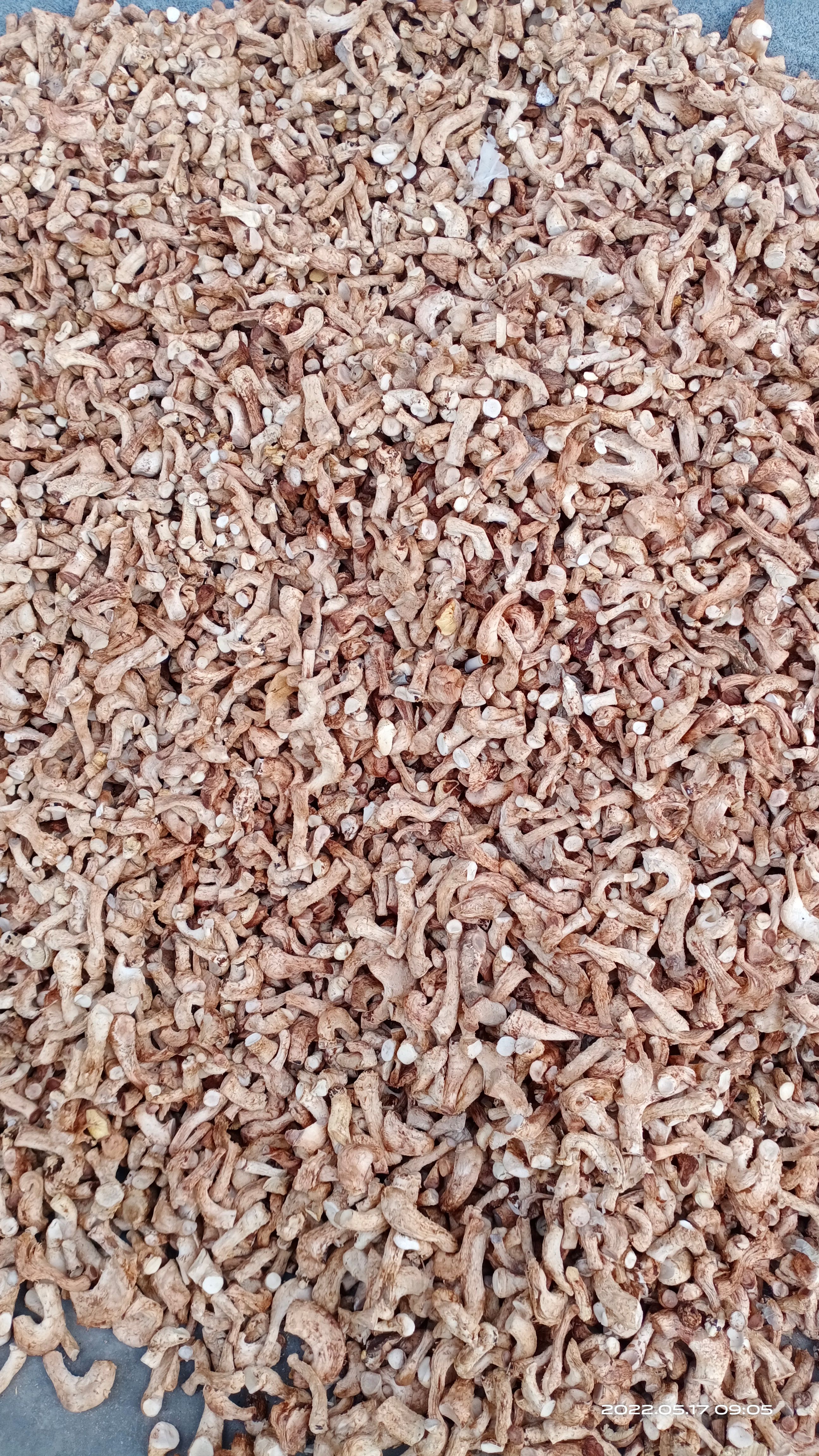 双剪香菇脚全干额色浩白双剪香菇脚产地直销食品厂货