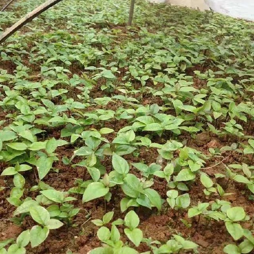 阳朔县樟树小苗