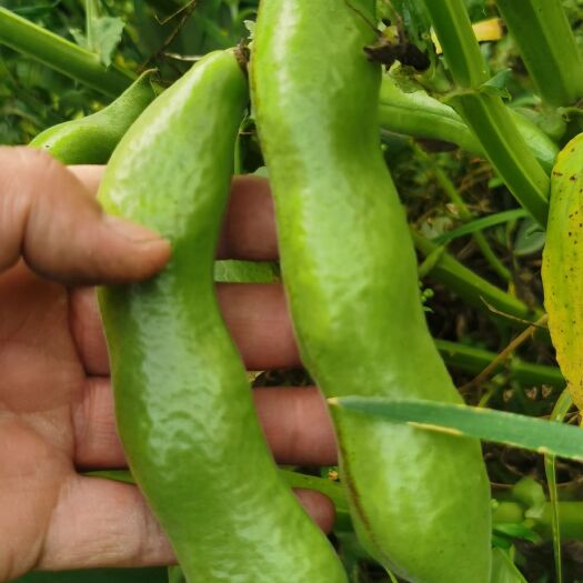 新鲜蚕豆，自产自销
