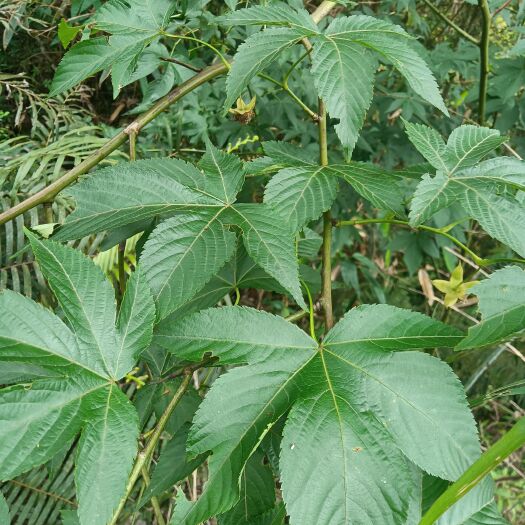三都县覆盆子种苗，药用，食用掌叶覆盆子苗。