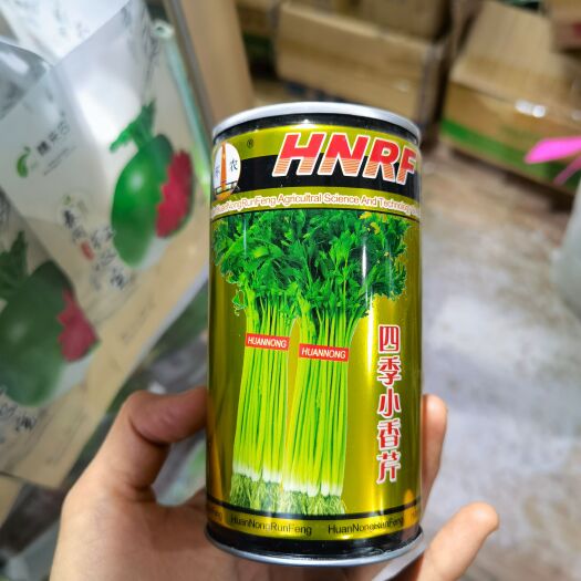 西安小香芹种子 四季小香芹种子