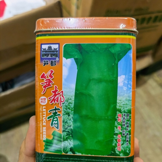 西安莴笋种子 笋都青莴笋种子