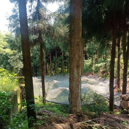柳杉有几百亩地大量大要原木柳杉的老板联系我吧