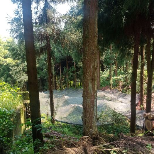 峨边县柳杉有几百亩地大量大要原木柳杉的老板联系我吧