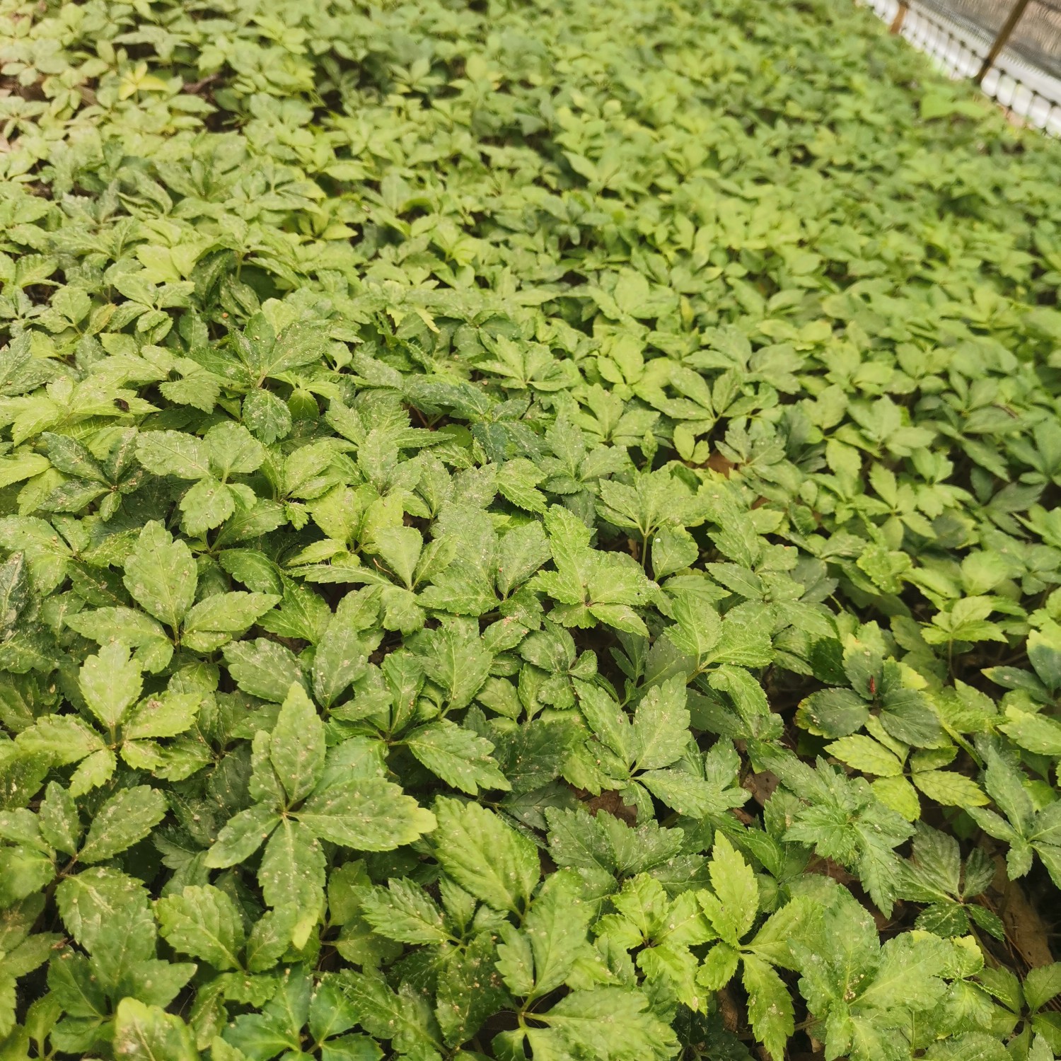 龙陵县人参种苗  竹节参1进2年种苗
