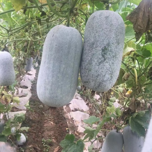 元江县云南冬瓜，吊冬瓜，粉冬瓜
