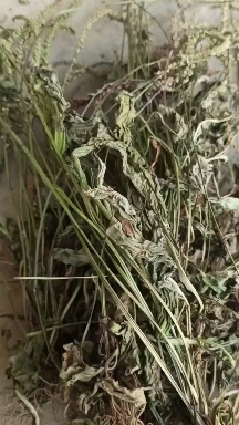強(qiáng)生藥材