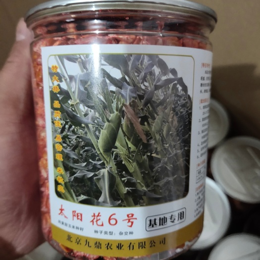 合肥泰系甜玉米种子 太阳花系列