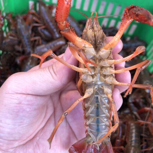 监利市中青小龙虾，规格硬，肉质饱满，地板干净，货源充足