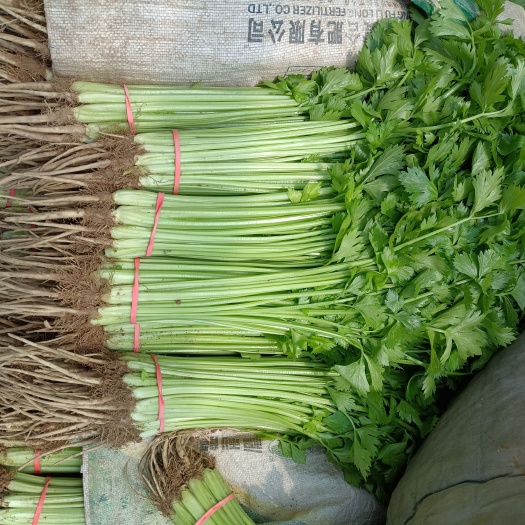 聊城精品山芹，