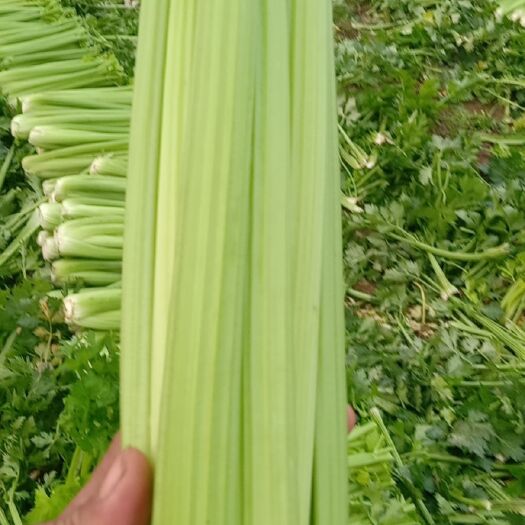 河南精品西芹，质量好，货源冲足，代发全国