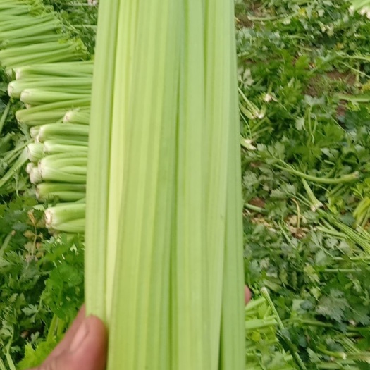 鹿邑县河南精品西芹，质量好，货源冲足，代发全国
