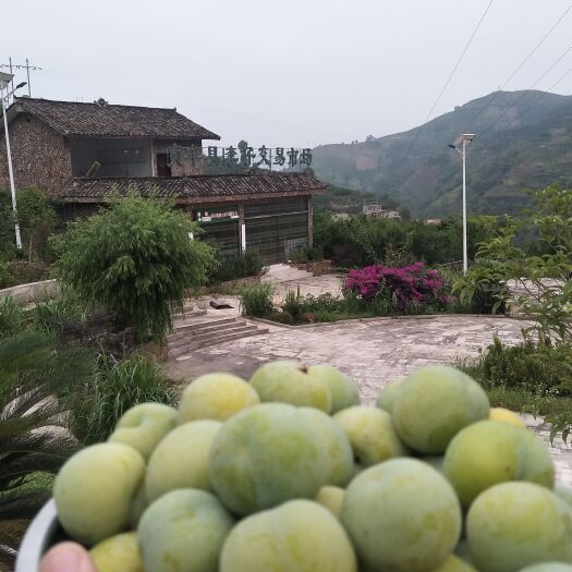 贞丰县酸甜可口的李子（四月李），暗定（贞丰李子交易市场）