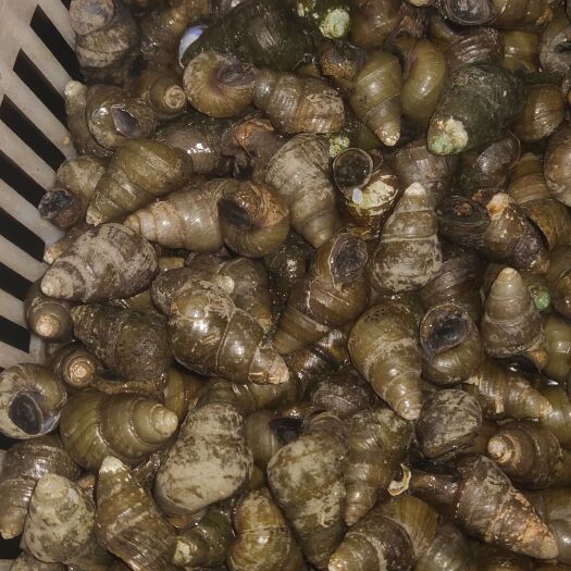 高邮市1.5以上石螺