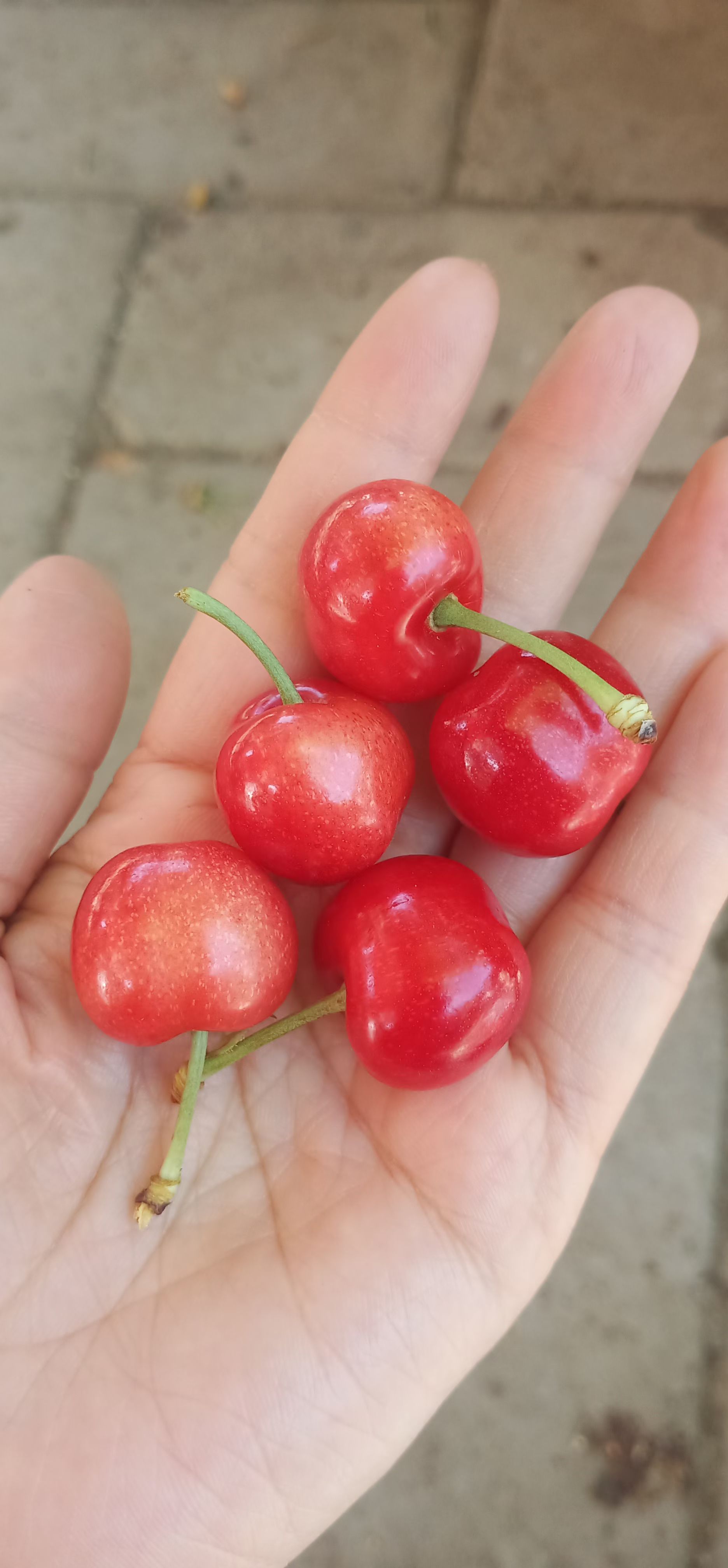 红灯樱桃，现摘现发