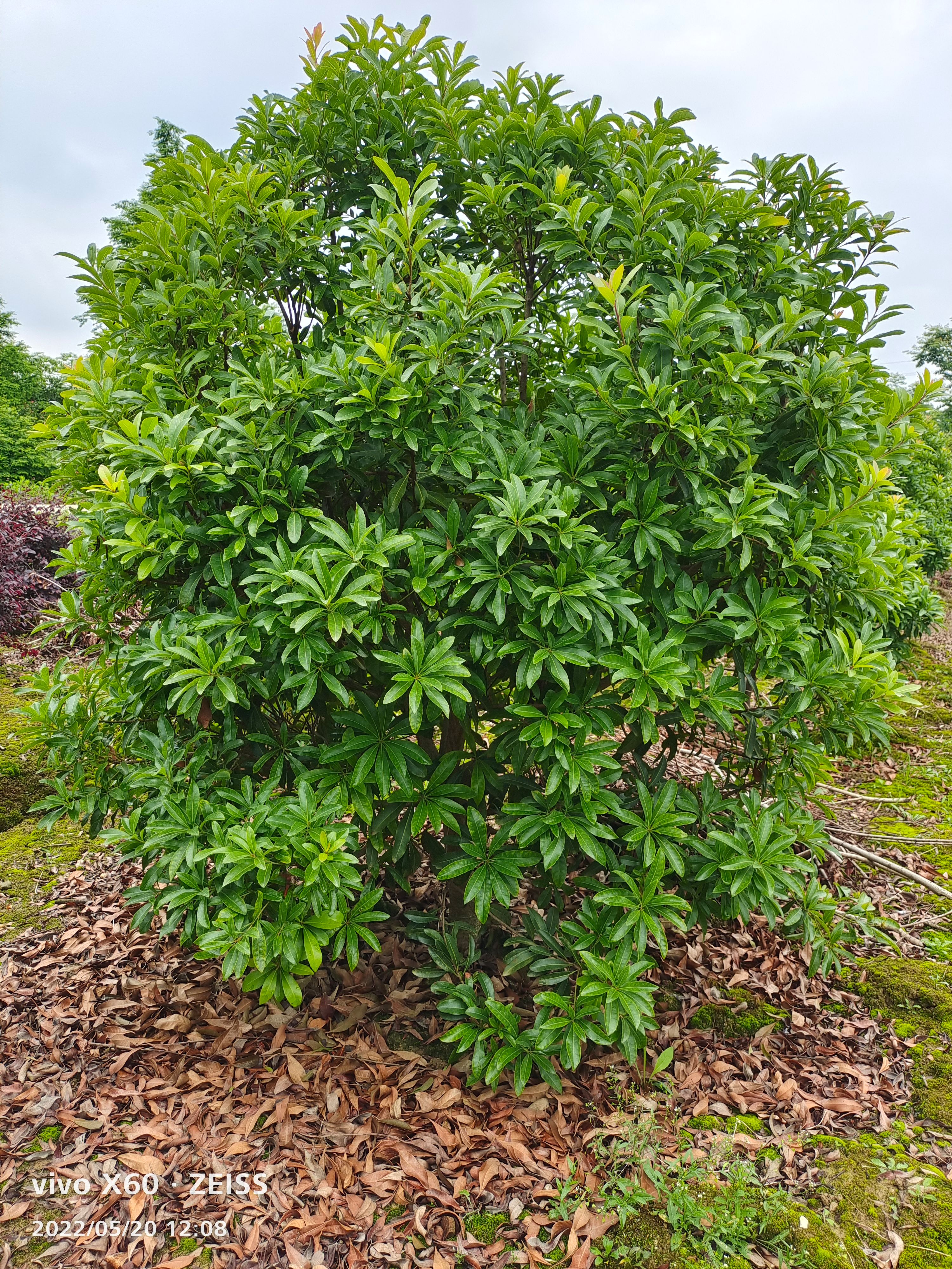 杨梅球四季长绿，球形饱满，耐修剪，是公园，别墅绿化理想树种。