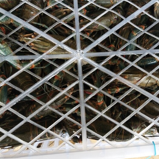 海口澳洲淡水龙虾(蓝龙虾)