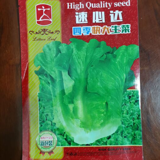 汕头速必达-四季快大生菜种子