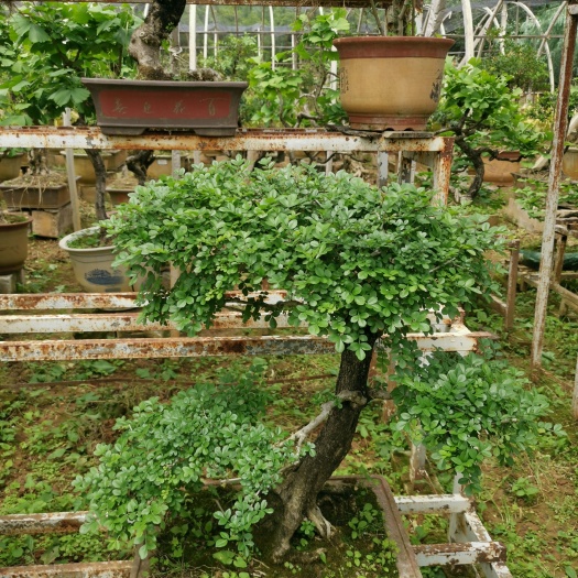 保山对节白蜡 ，造型优美盆栽