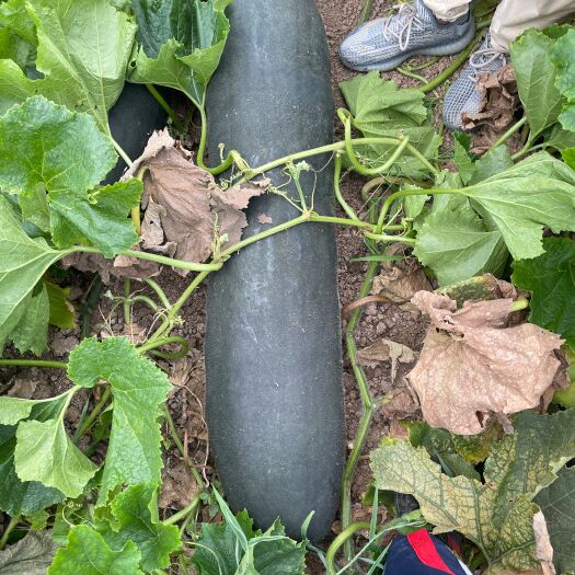兰陵县山东临沂蔬菜基地直销冬瓜