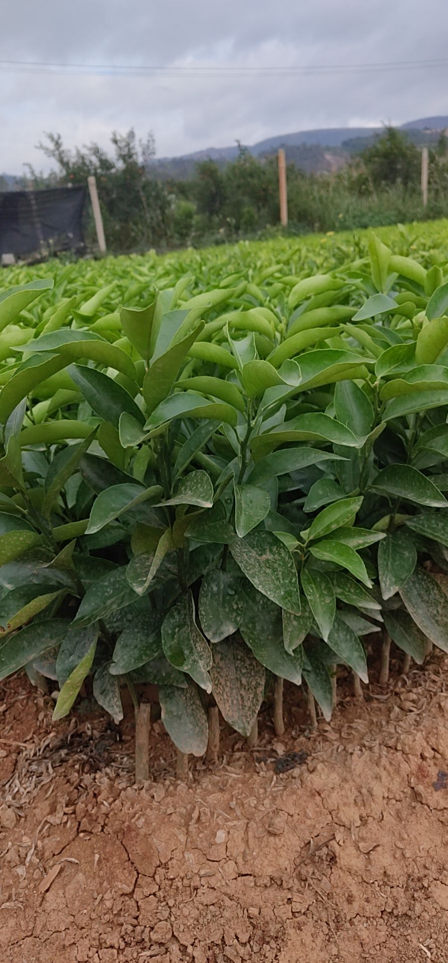 建水县优质沃柑苗
