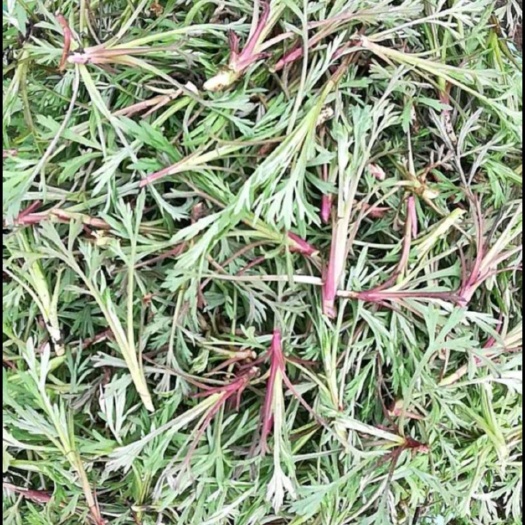 庄河市辽宁大连产柳蒿芽