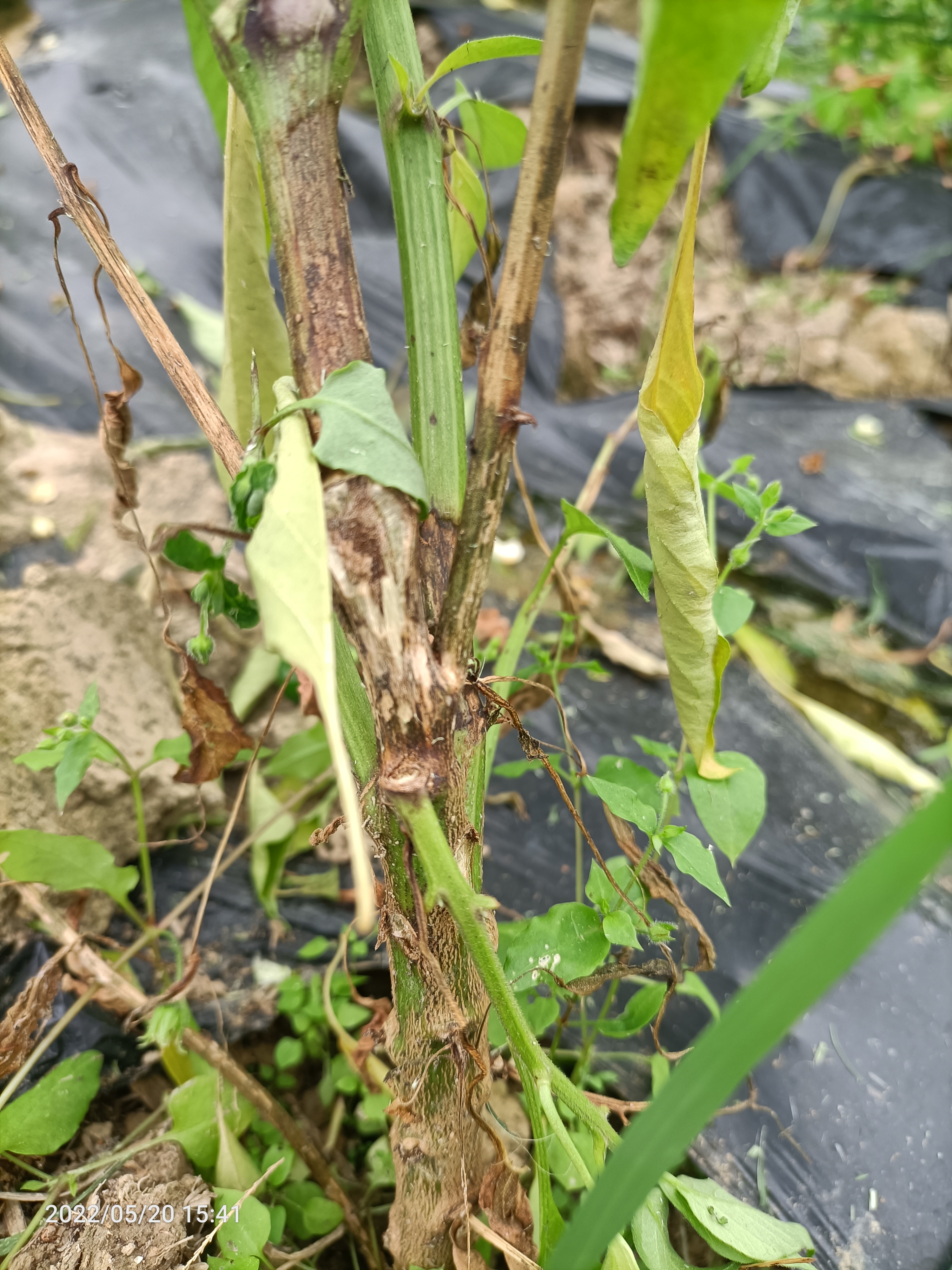 黄老师您好今天发现有一行辣椒树枯萎麻烦您帮忙看一下