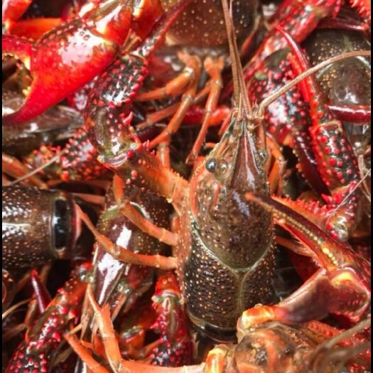 潜江市小龙虾，清水养殖！肉质饱满，无空虾，地板无淤泥