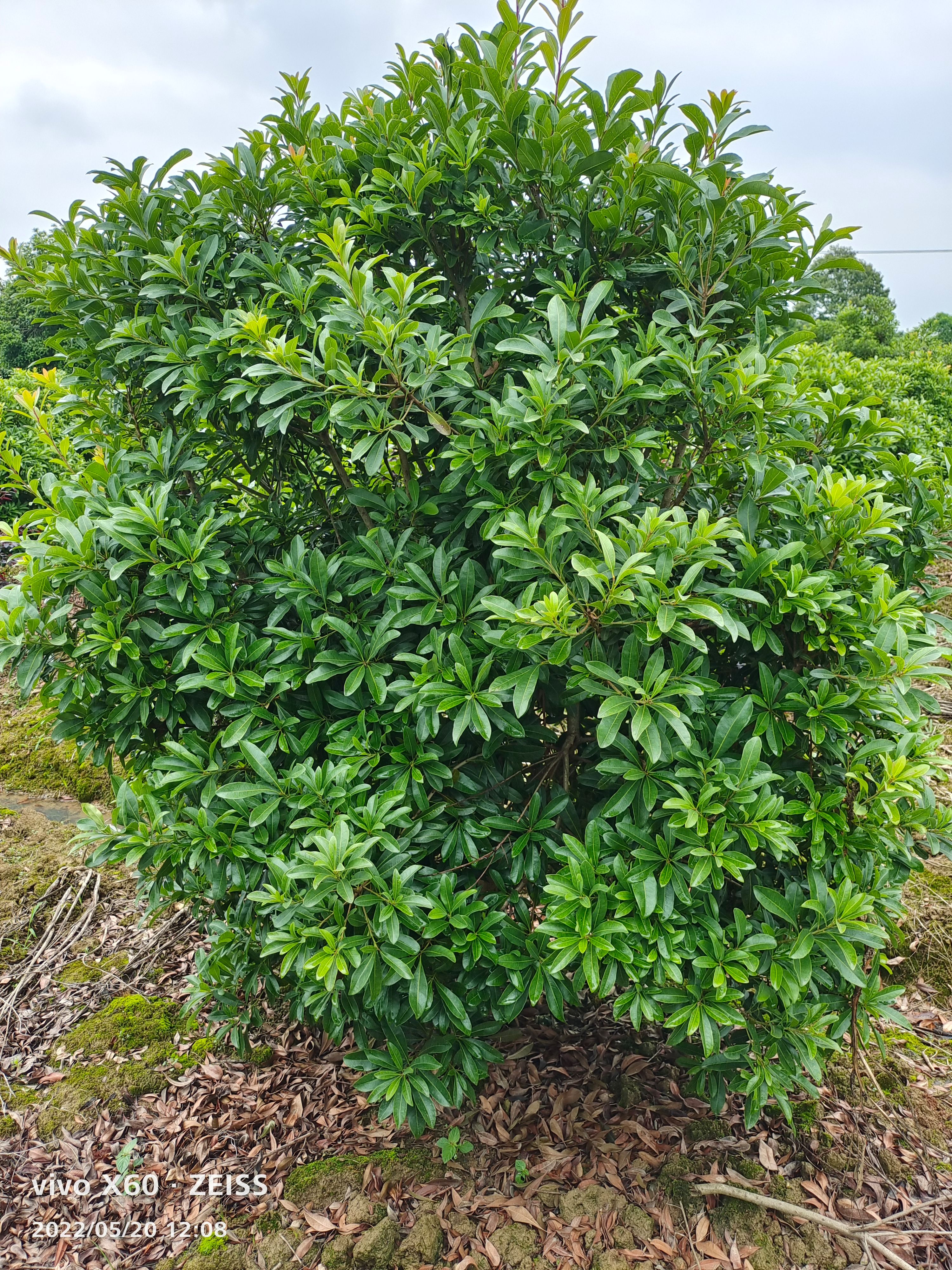 杨梅球四季长绿，球形饱满，耐修剪，是公园，别墅绿化理想树种。