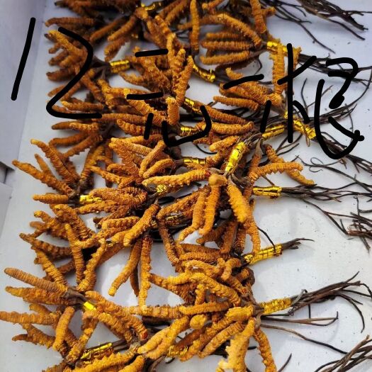 卓尼县冬虫夏草    小林草