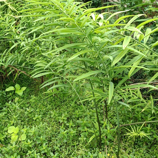 黄精苗
