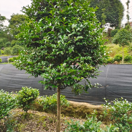 长沙高杆茶梅，原生高杆茶梅树，四季长青，花期长，花色艳丽，绝美！