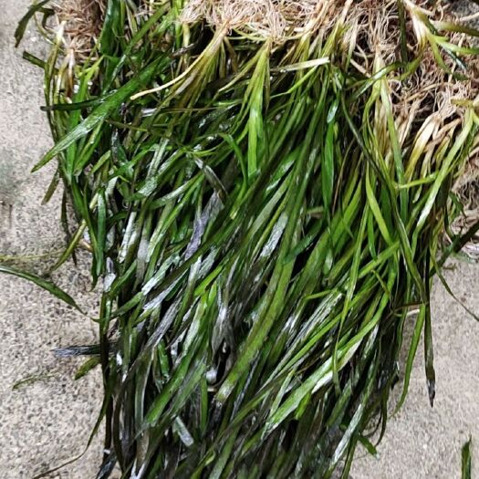 道县四季青矮叶苦草，耐生长对水质有一定的净化作用