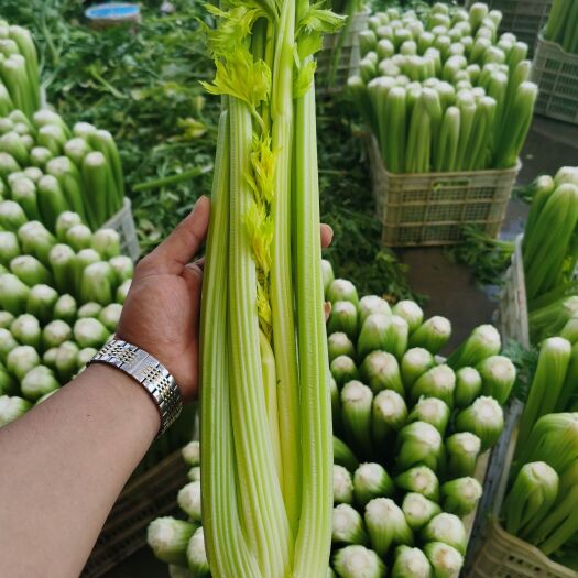 兰陵县山东临沂鲁南南菜园西芹大量有货