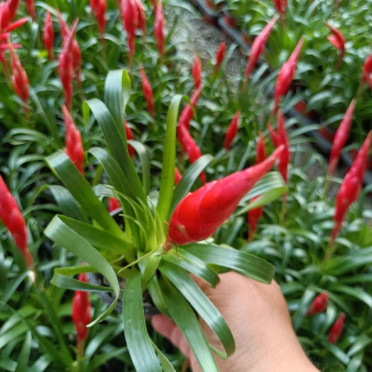 青州市凤梨花 小辣椒招财手凤梨 花期长好养 欢迎新老客户实地看货