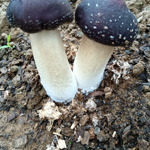 花垣县赤松茸，香菇