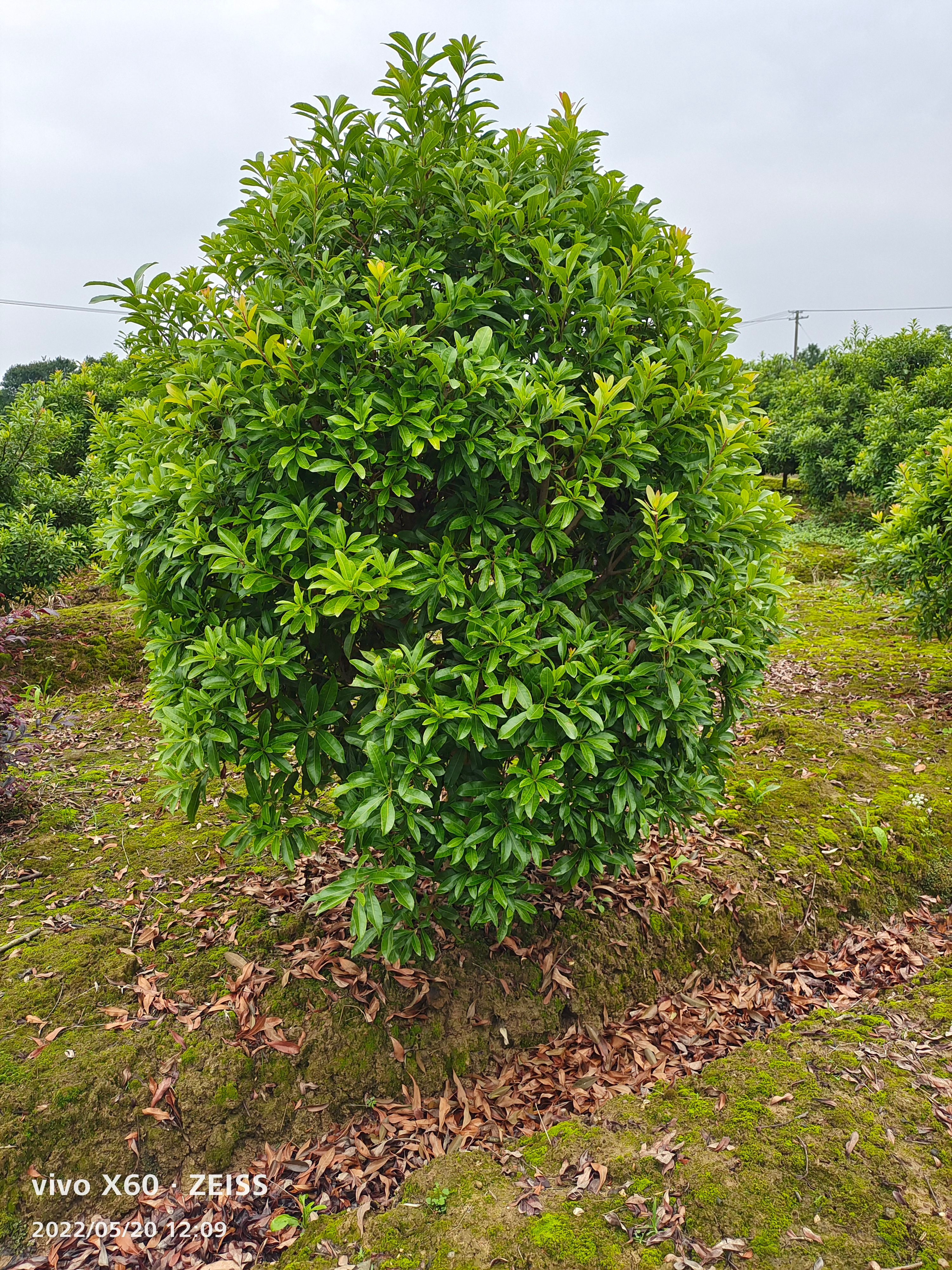 杨梅球四季长绿，球形饱满，耐修剪，是公园，别墅绿化理想树种。