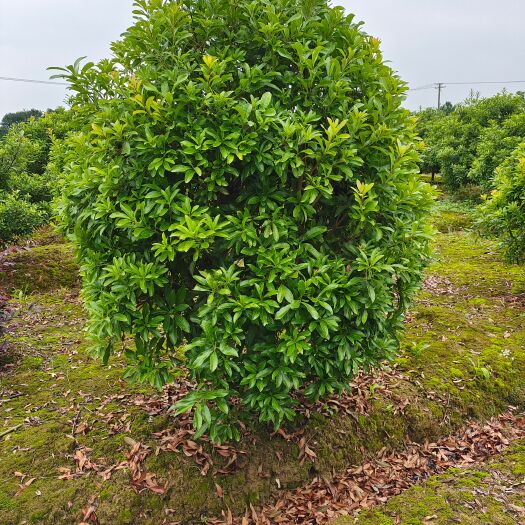 长沙杨梅球四季长绿，球形饱满，耐修剪，是公园，别墅绿化理想树种。