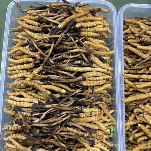 玉树市玉树冬虫夏草