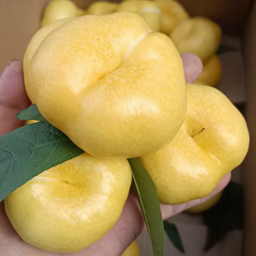 蟠桃，油蟠桃，黄桃，水蜜桃，黄油桃