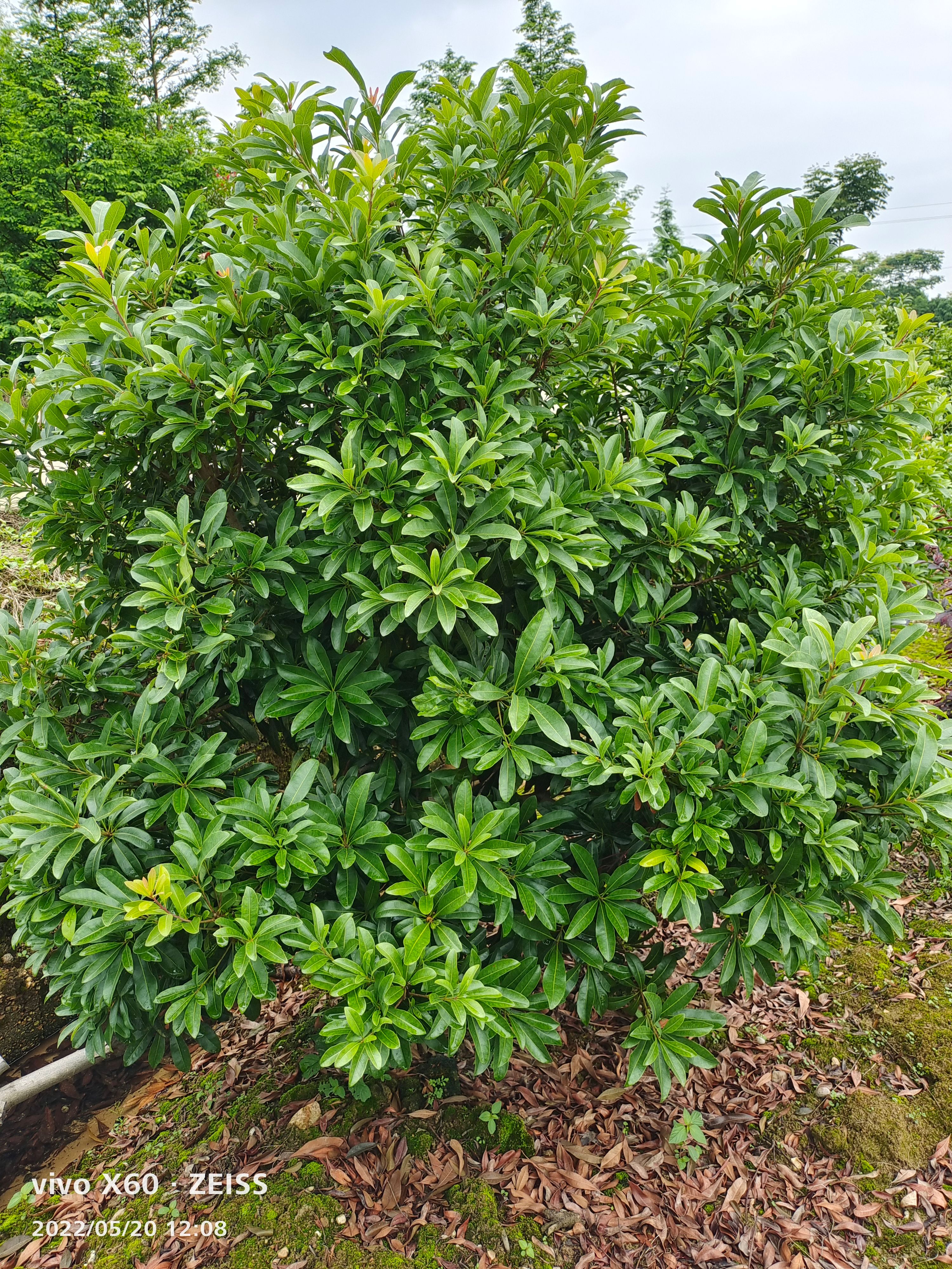 杨梅球四季长绿，球形饱满，耐修剪，是公园，别墅绿化理想树种。