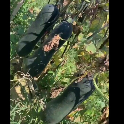遂溪县黑皮冬瓜 黑皮大量供应（几十亩），价格便宜，欢迎实地考察
