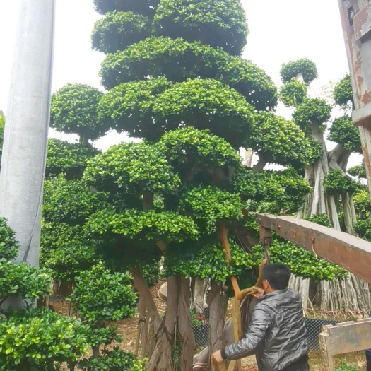 漳浦县造型榕树桩头