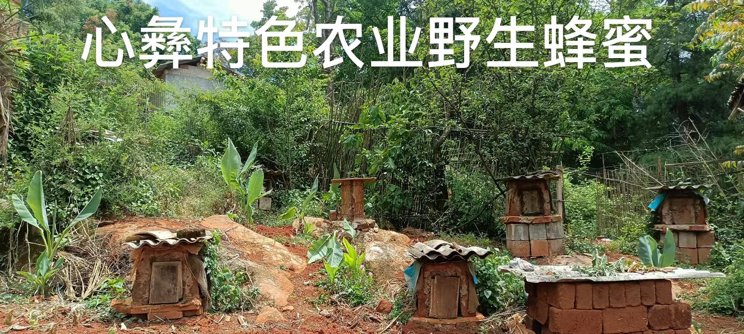 心彝特色农业